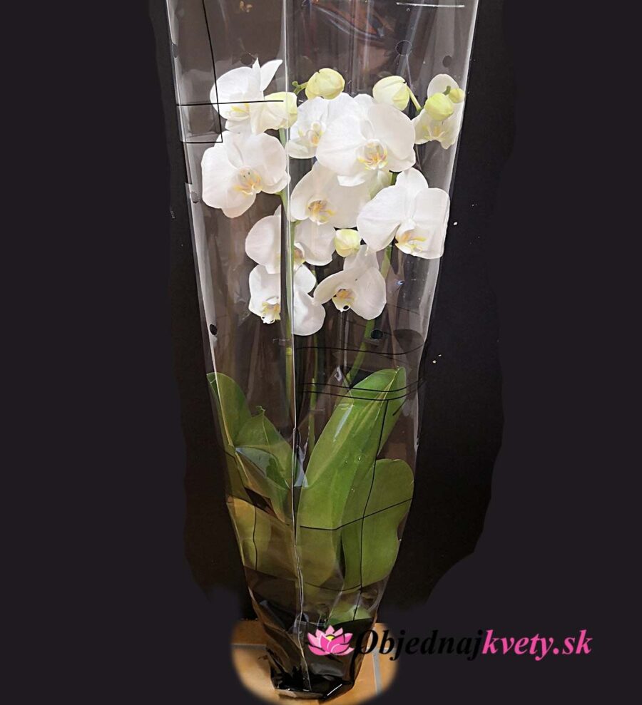 orchidea na donasku