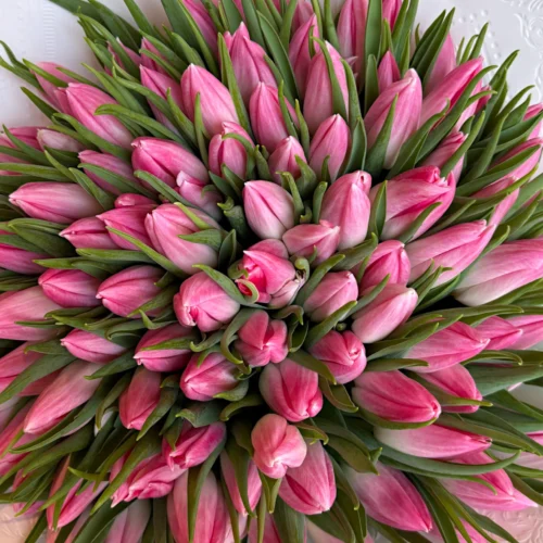 100 ružových tulipánov Tilli – Obrázok 2