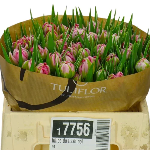 tulipan Du flash poi